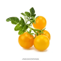Click & Grow Yellow Mini Tomato (3 Pc.)