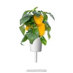 Click & Grow Sweet Pepper Plant Pods (Yellow, 3 Pc.)
