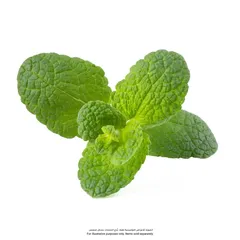 Click & Grow Apple Mint Plant pod (3 Pc.)