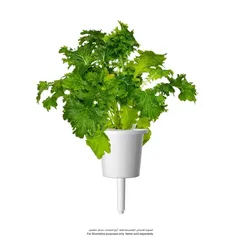 Click & Grow Wasabi Mustard Plant Pods (3 Pc.)