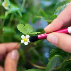 Veritable Pollenization Brush (20 g)