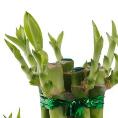 Lucky Bamboo 2 Step Plant (3 x 8 x 11 cm)