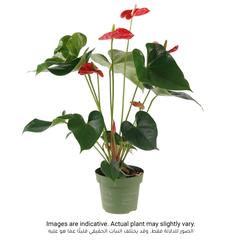 Flamingo Flower Anthurium (14 x 13 x 50 cm)