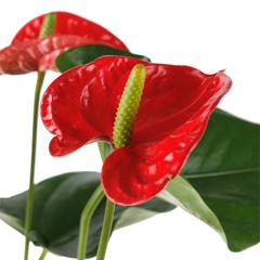 Flamingo Flower Anthurium (14 x 13 x 50 cm)