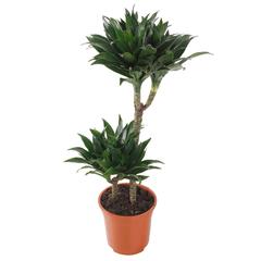 نبات الأيدع المكتنز من سيجي 2 بي بي