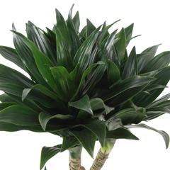 نبات الأيدع المكتنز من سيجي 2 بي بي