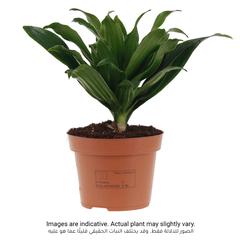 Dracaena Compacta Plant (8 x 10 x 30 cm)