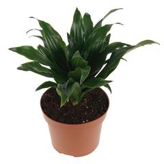 Dracaena Compacta Plant (8 x 10 x 30 cm)