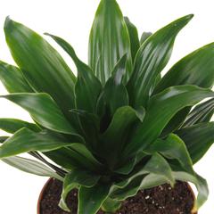 Dracaena Compacta Plant (8 x 10 x 30 cm)