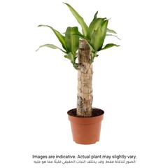 Dracaena Massangeana Indoor Plant (9 x 11 x 40 cm)