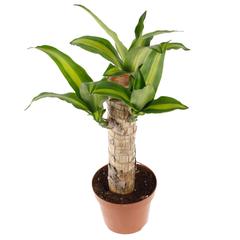 Dracaena Massangeana Indoor Plant (9 x 11 x 40 cm)