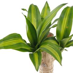 Dracaena Massangeana Indoor Plant (9 x 11 x 40 cm)