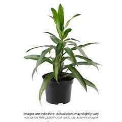 Dracaena Song of Jamaica Plant (8 x 10 x 40 cm)