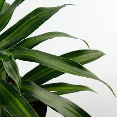 Dracaena Song of Jamaica Plant (8 x 10 x 40 cm)