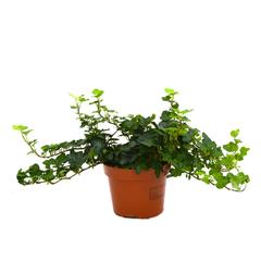 Hedera Plant (30 cm)