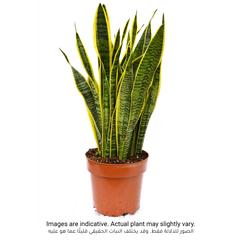 Snake Plant Sansevieria (60 cm)