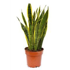 Snake Plant Sansevieria (60 cm)