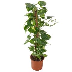 Money Plant Scindapsus (18 x 18 x 80 cm)