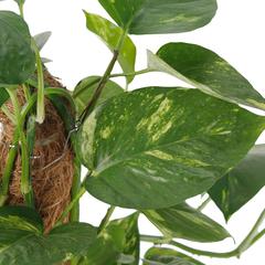 Money Plant Scindapsus (18 x 18 x 80 cm)