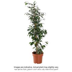 Weeping Fig  Ficus Daniella Plant (18 x 20 x 120 cm)