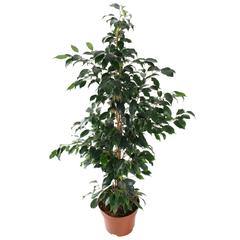 Weeping Fig  Ficus Daniella Plant (18 x 20 x 120 cm)
