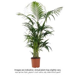 نخلة كينتيا من سيجي (180 سم)