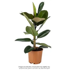 Siji Ficus Robusta Branched (80 cm)