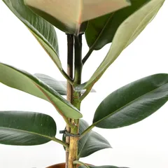 Siji Ficus Robusta Branched (80 cm)