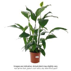 Spathiphyllum Sensation Peace Lily Indoor Plant (22 x 24 x 140 cm)