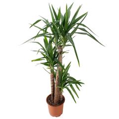 Siji Yucca Plant (22 x 24 x 150 cm)