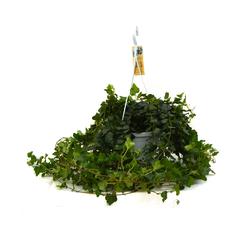 Hedera Big Indoor Plant