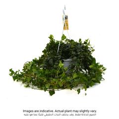 Hedera Big Indoor Plant