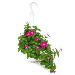 Vinca Hanging Outdoor Plant