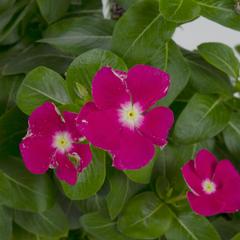 Vinca Hanging Outdoor Plant