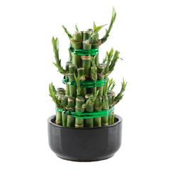 Lucky Bamboo Plant, Small