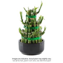 Lucky Bamboo Plant, Small