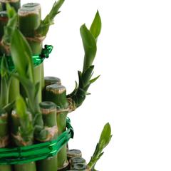 Lucky Bamboo Plant, Small