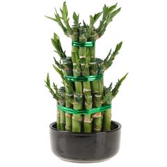 Lucky Bamboo 3 Step Plant (Large, 12 x 12 x 25 cm)