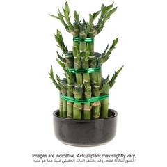 Lucky Bamboo 3 Step Plant (Large, 12 x 12 x 25 cm)