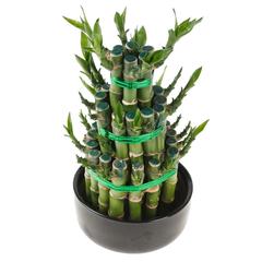 Lucky Bamboo 3 Step Plant (Large, 12 x 12 x 25 cm)