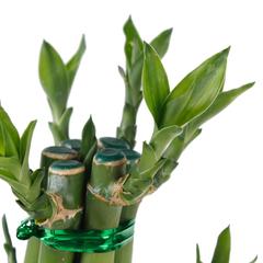 Lucky Bamboo 3 Step Plant (Large, 12 x 12 x 25 cm)