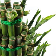 Lucky Bamboo Plant W/5 Layers (Small)