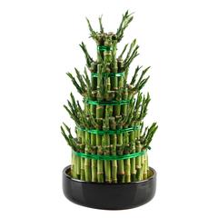 Lucky Bamboo Plant W/5 Layers (Large)