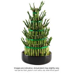 Lucky Bamboo Plant W/5 Layers (Large)