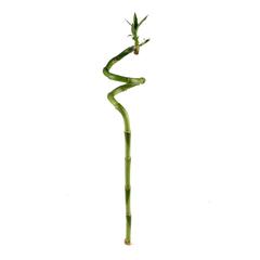 Lucky Bamboo Curly Stick Indoor Plant (50 cm)