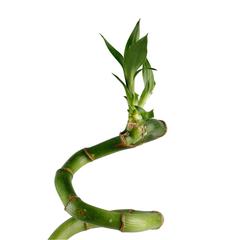 Lucky Bamboo Curly Stick Indoor Plant (50 cm)