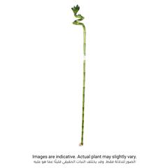 Lucky Bamboo Curly Stick Plant (70 cm)