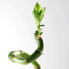 Lucky Bamboo Curly Stick Plant (70 cm)