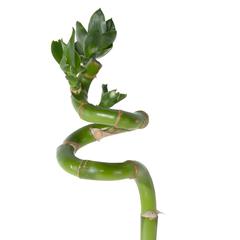 Lucky Bamboo Curly (2 x 2 x 85 cm)