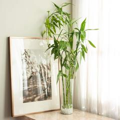 Lucky Bamboo Curly (2 x 2 x 85 cm)